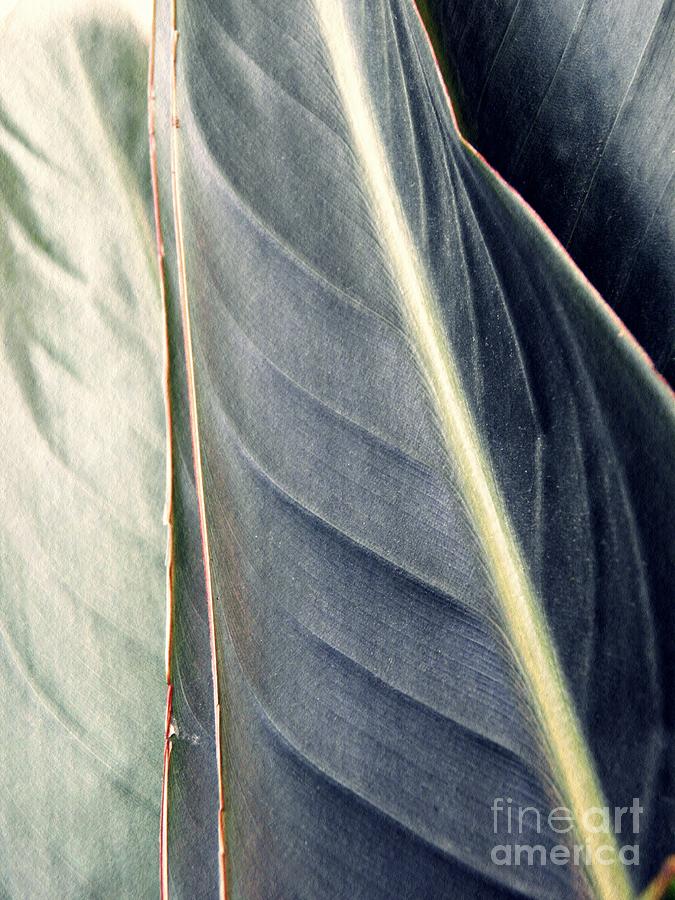 Leaf Abstract 14 Photograph by Sarah Loft