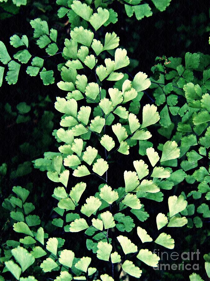 Leaf Abstract 15 Photograph by Sarah Loft