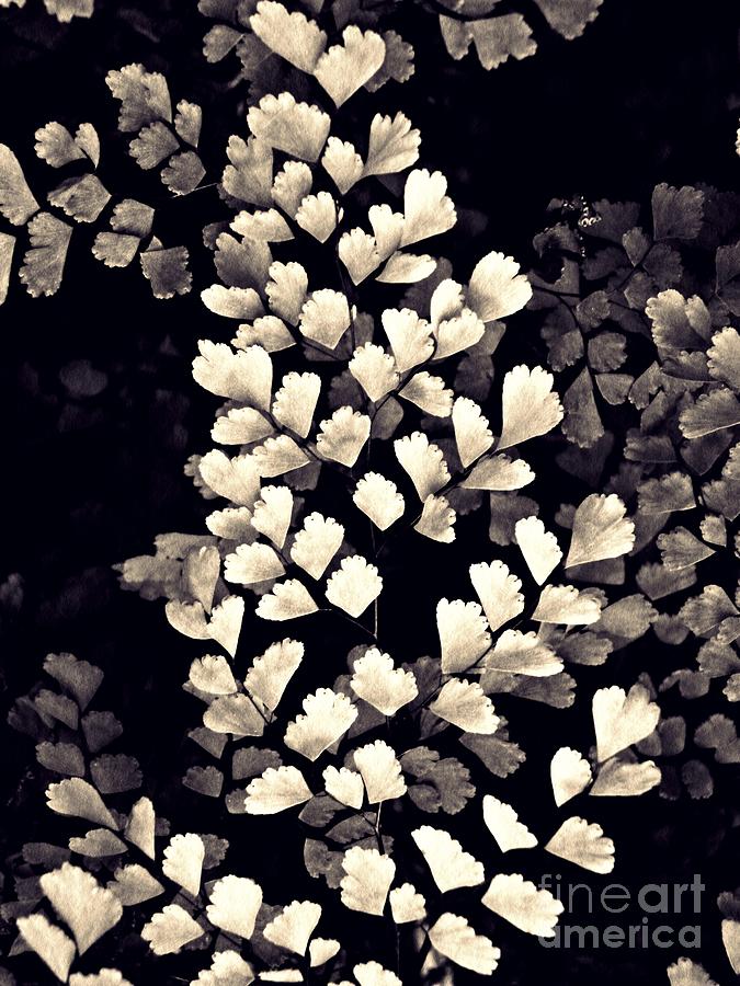 Leaf Abstract 15 Sepia Photograph by Sarah Loft