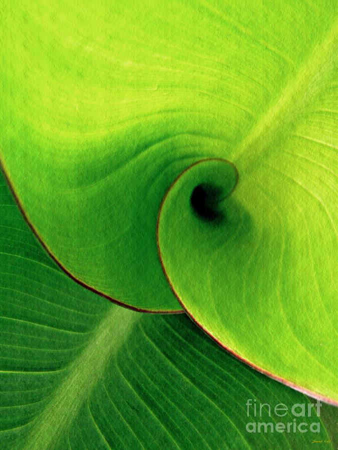 Nature Photograph - Leaf Abstract 16  by Sarah Loft