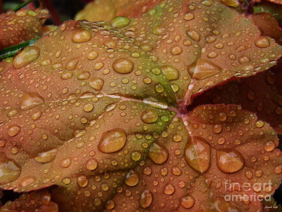 Nature Photograph - Leaf Abstract 17  by Sarah Loft