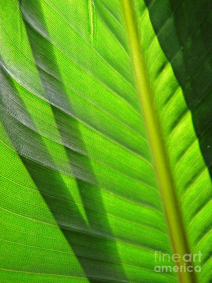 Nature Photograph - Leaf Abstract 18 by Sarah Loft