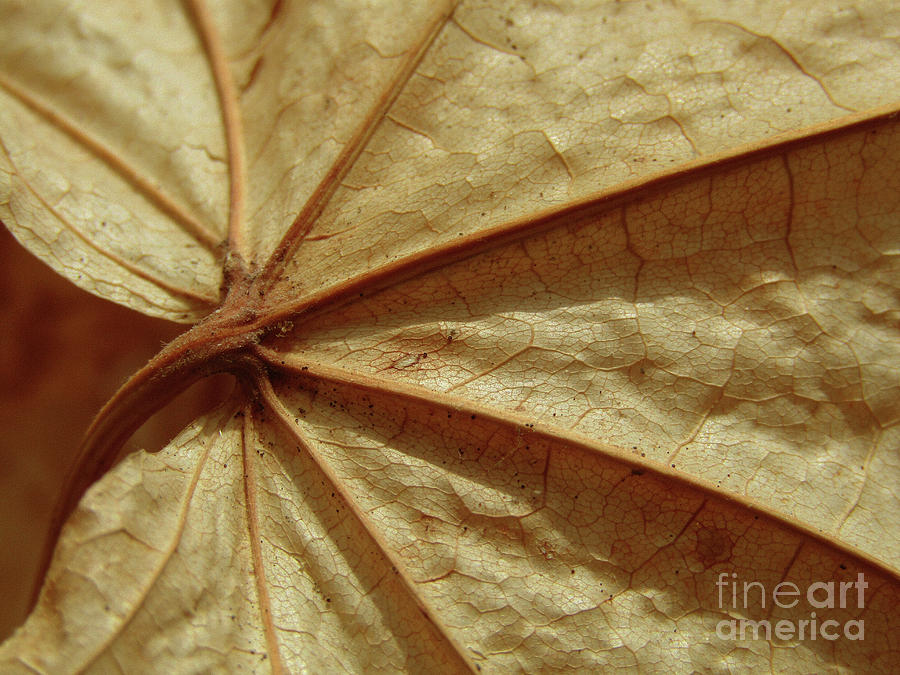 Leaf Abstract 2 Photograph by Kim Tran