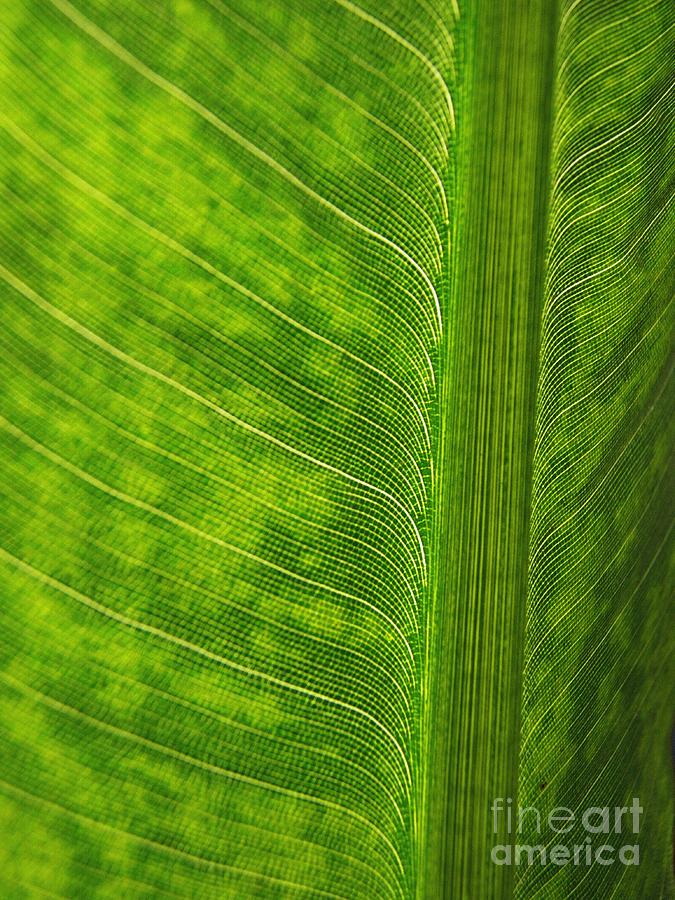 Leaf Abstract 20 Photograph