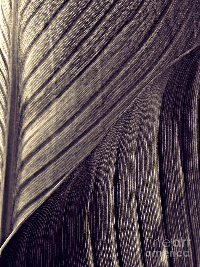 Leaf Abstract  24  Sepia Photograph