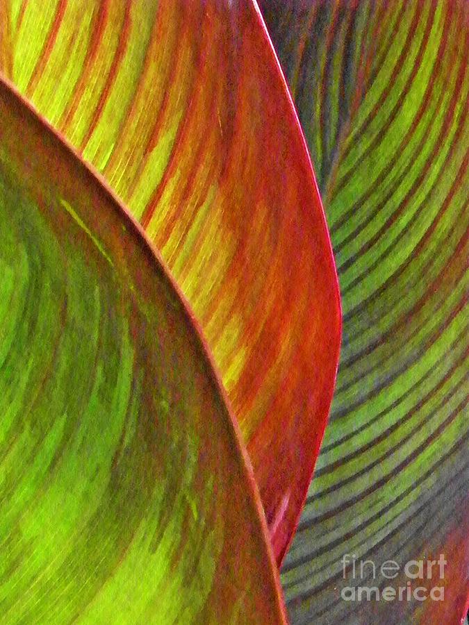 Leaf Abstract 3 Photograph by Sarah Loft