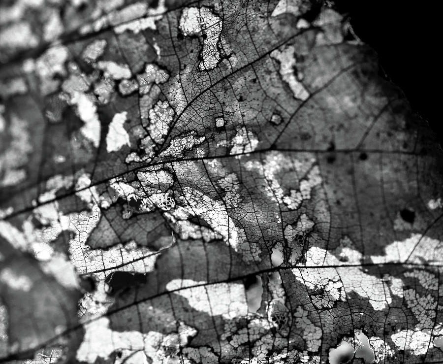 Leaf Abstract 5 BW Photograph by Mary Bedy