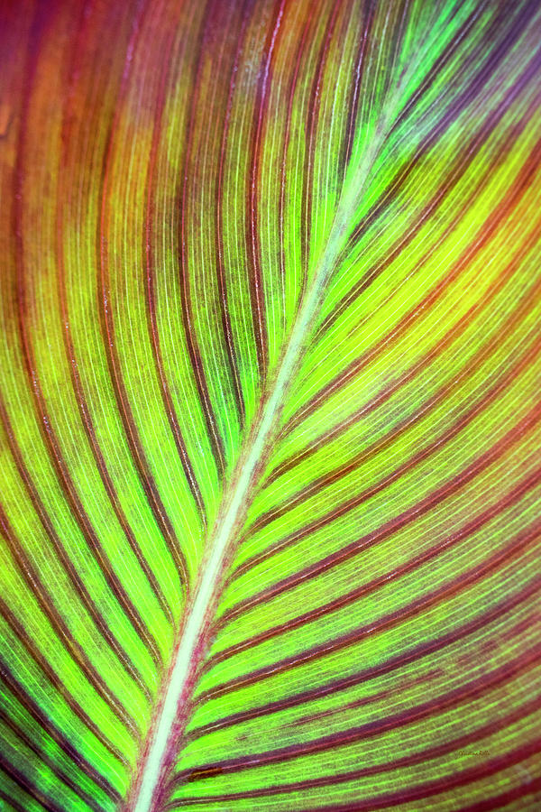Tropical Leaf Abstract Photograph by Christina Rollo