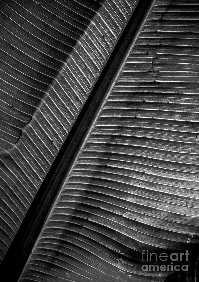 Leaf Abstract Photograph by James Aiken