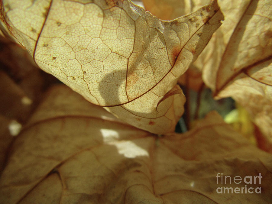 Leaf Abstract Photograph by Kim Tran