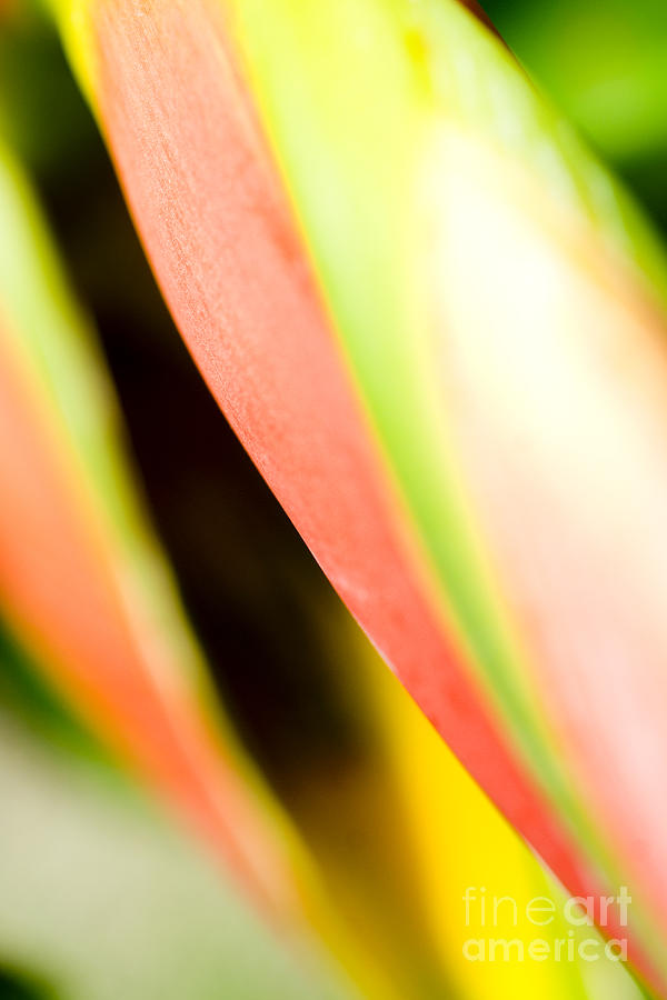 Leaf Abstract Photograph by Ray Laskowitz - Printscapes