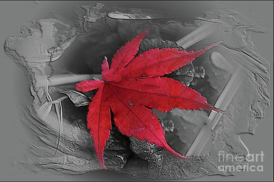 Leaf abstract  Photograph by Yumi Johnson