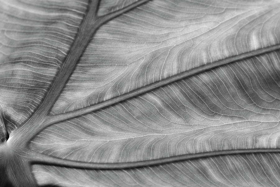 Leaf Abstraction Photograph by Jeffrey PERKINS