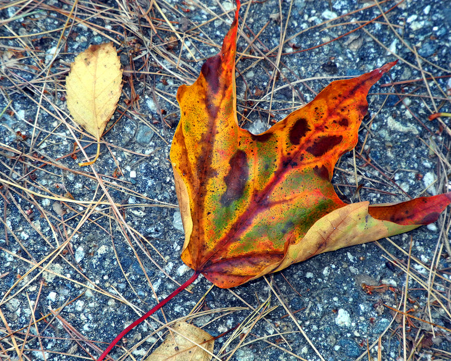 Leaf Aglow Photograph by Lynda Lehmann