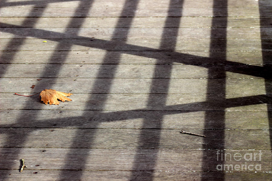 Leaf Alone Photograph by Karen Adams