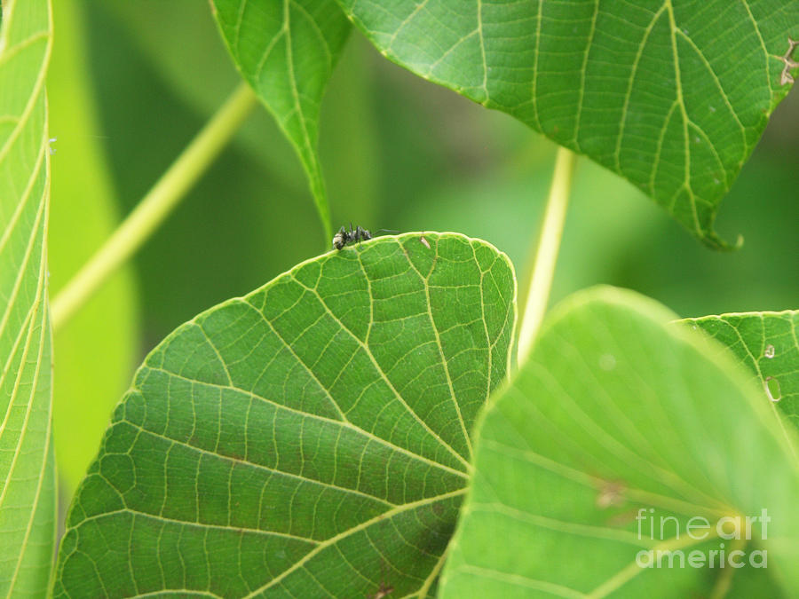 Ant Photograph - Leaf and ant by Kathleen Wong