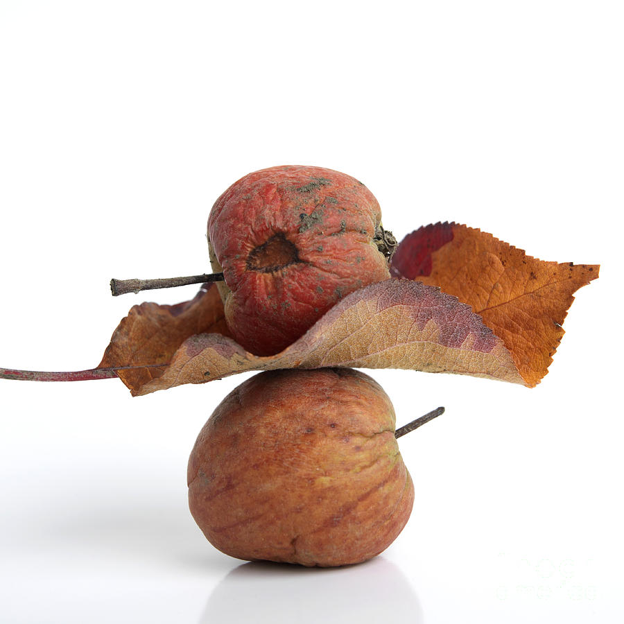 Apple Photograph - Leaf and apples by Bernard Jaubert
