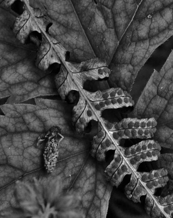 Leaf and Cone in the Forest Photograph by Charles Lucas