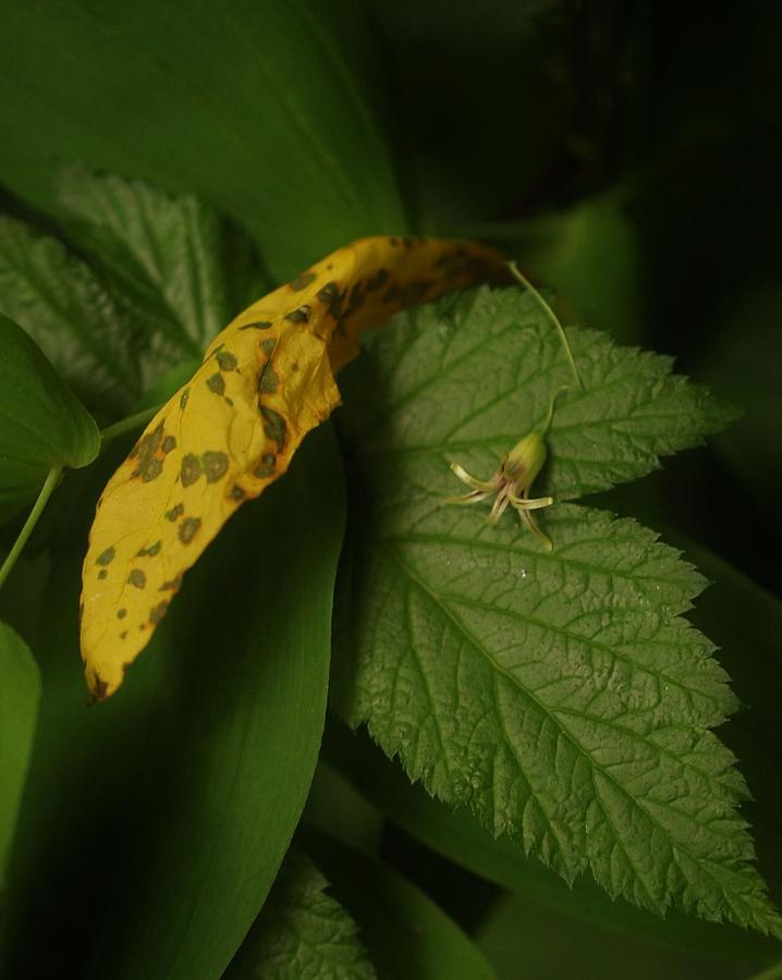 Leaf and Delicate Flower Photograph by Charles Lucas