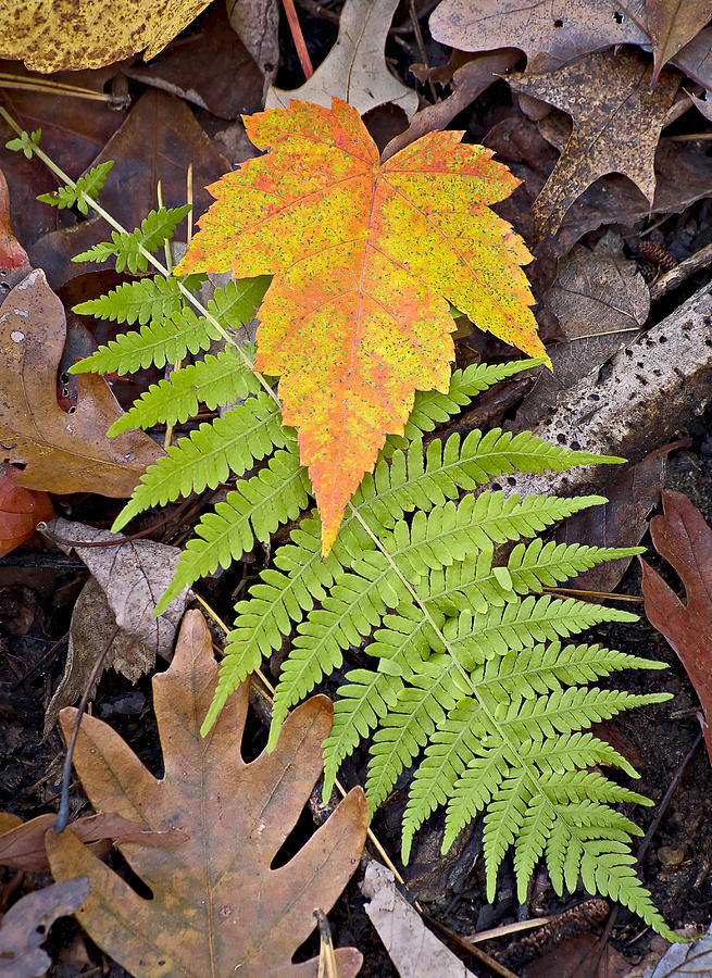 Leaf and Fern Photograph by Bill Chambers