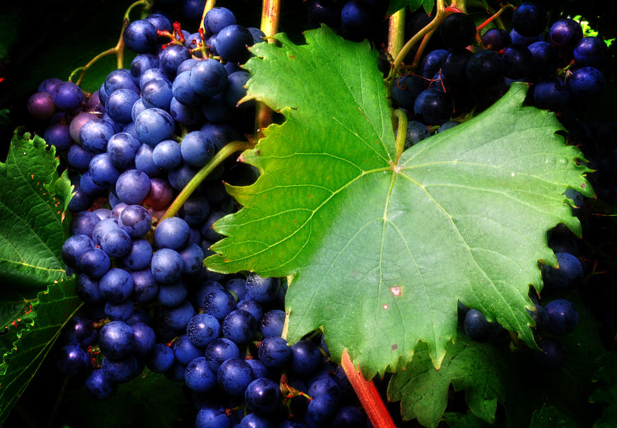 Grape Photograph - Leaf and Grapes by Greg and Chrystal Mimbs