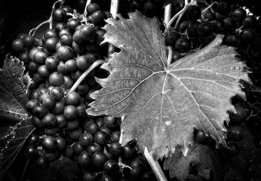 Grape Photograph - Leaf and Grapes in Black and White by Greg and Chrystal Mimbs