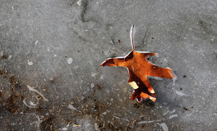 Leaf and Melting Ice Photograph by Mary Bedy
