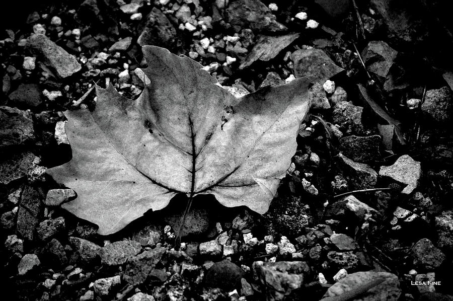 Nature Photograph - Leaf and Pebbles BW by Lesa Fine