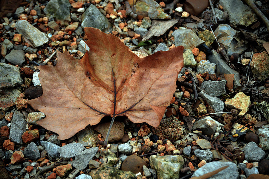 Nature Photograph - Leaf and Pebbles by Lesa Fine
