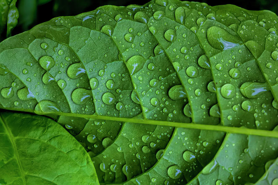 Leaf and Raindrops Photograph by Robert Ullmann