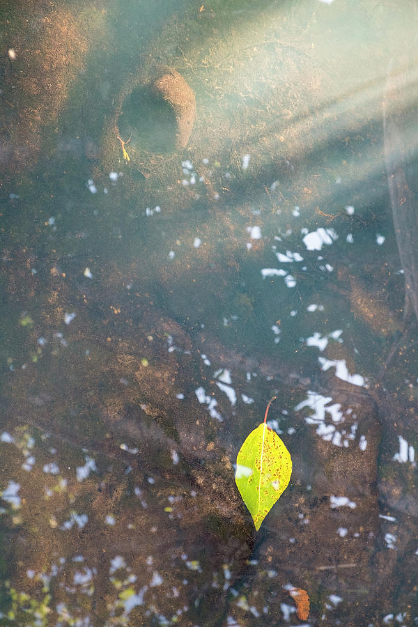 Leaf and Rock in Pond Photograph by Mary Lee Dereske