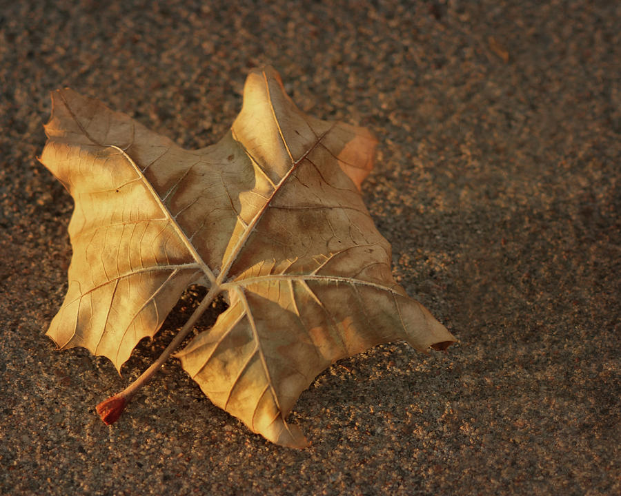 Leaf and Shadow Photograph by Nikolyn McDonald