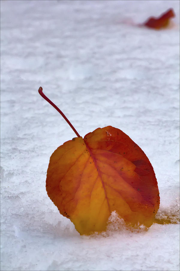 Leaf and Snow Photograph by Robert Ullmann