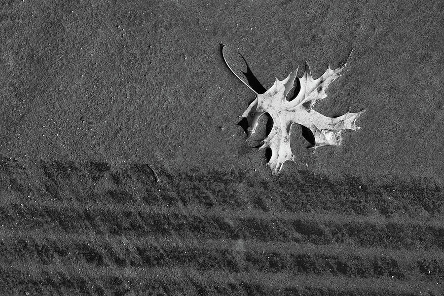 Leaf and Tire Treads 2 BW Photograph by Mary Bedy