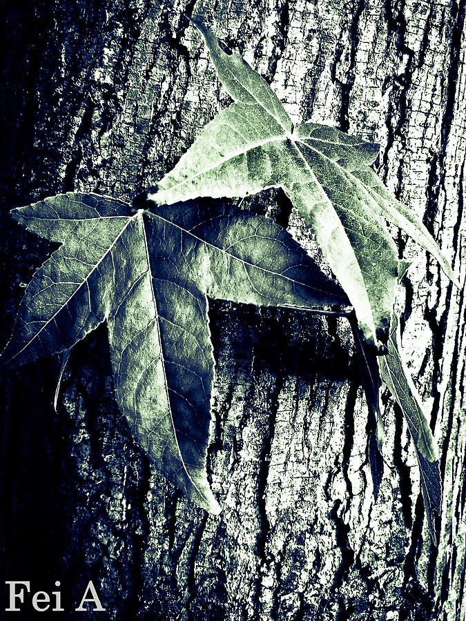 Leaf and Tree Trunk Photograph by Fei A
