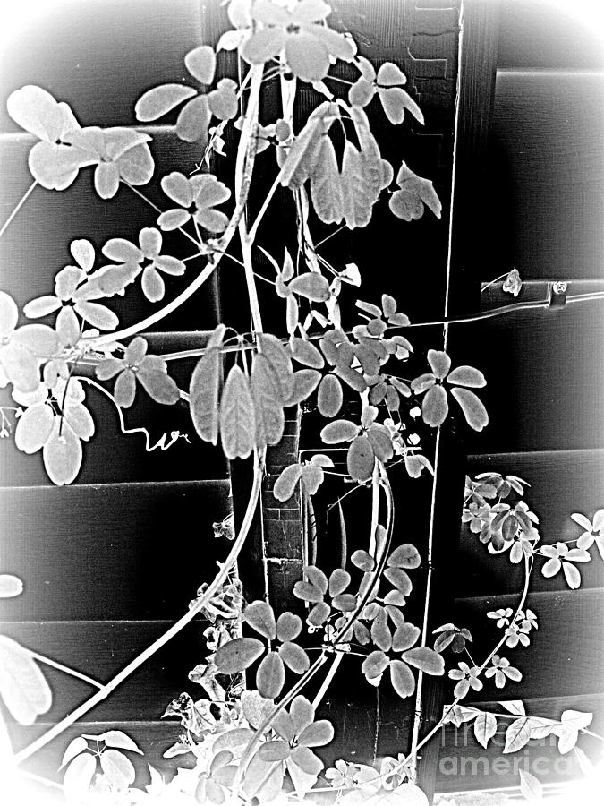 Leaf and Vine Photograph by Nancy Kane Chapman