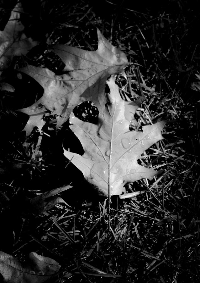 Leaf Black and White Photograph by Victory Designs - Fine Art America