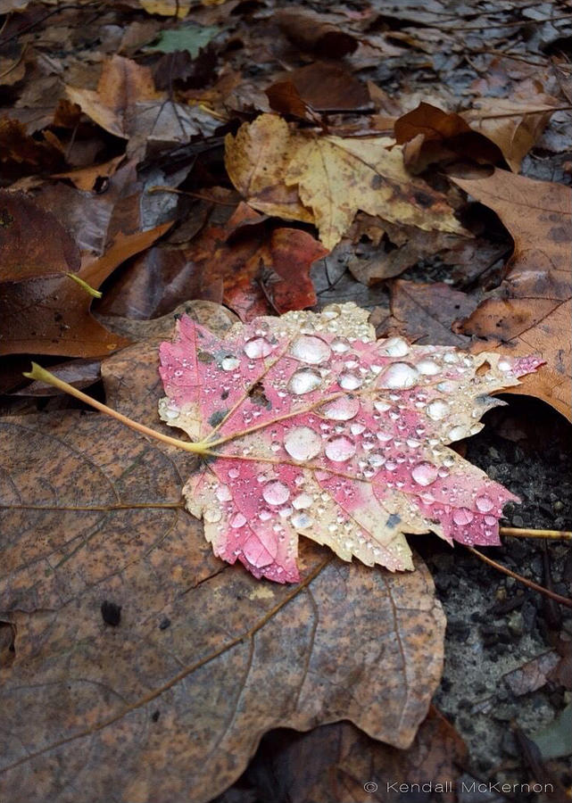 Leaf Bling Photograph by Kendall McKernon
