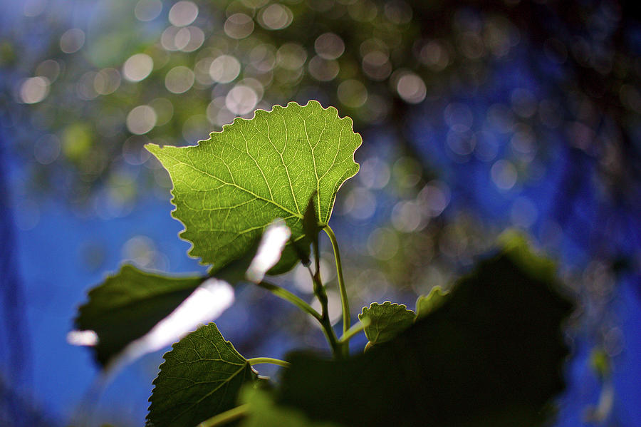 Leaf Photograph