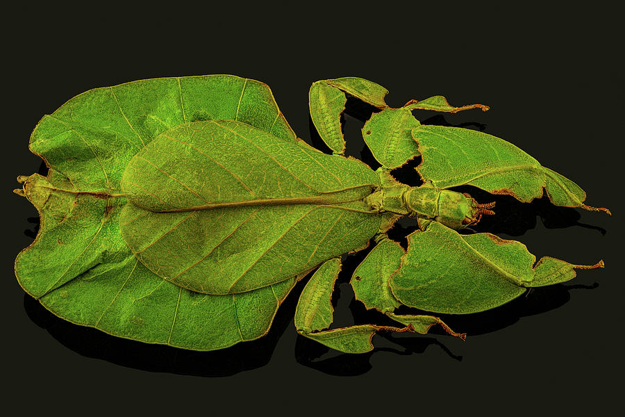 Leaf Bug Photograph By Gary Shepard