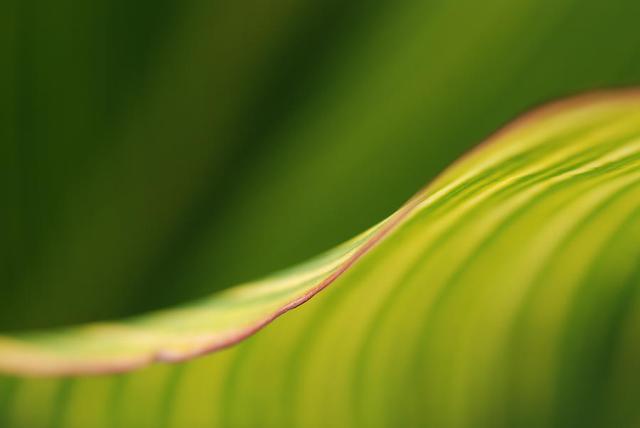 Nature Photograph - Leaf by Catherine Lau