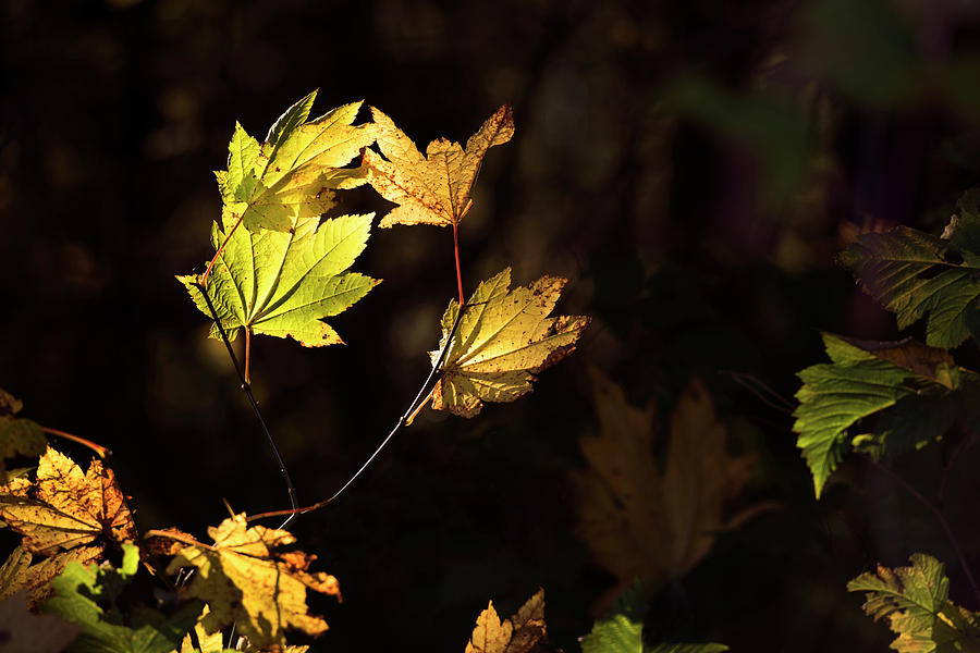 Leaf Chiaroscuro Photograph by David Lunde