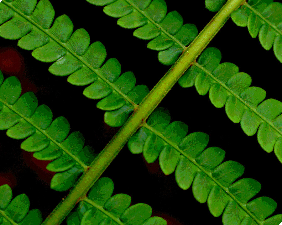 Leaf Cloning Photograph by Larry Jones