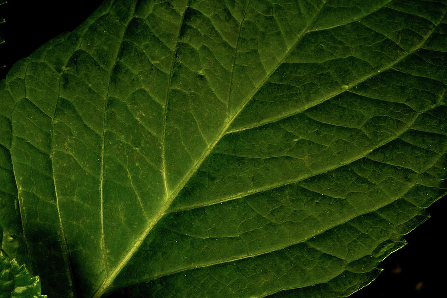 Leaf Close Photograph by Agustin Uzarraga