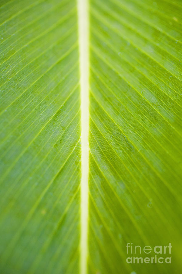 Cool Photograph - Leaf Close-Up by Tomas del Amo - Printscapes