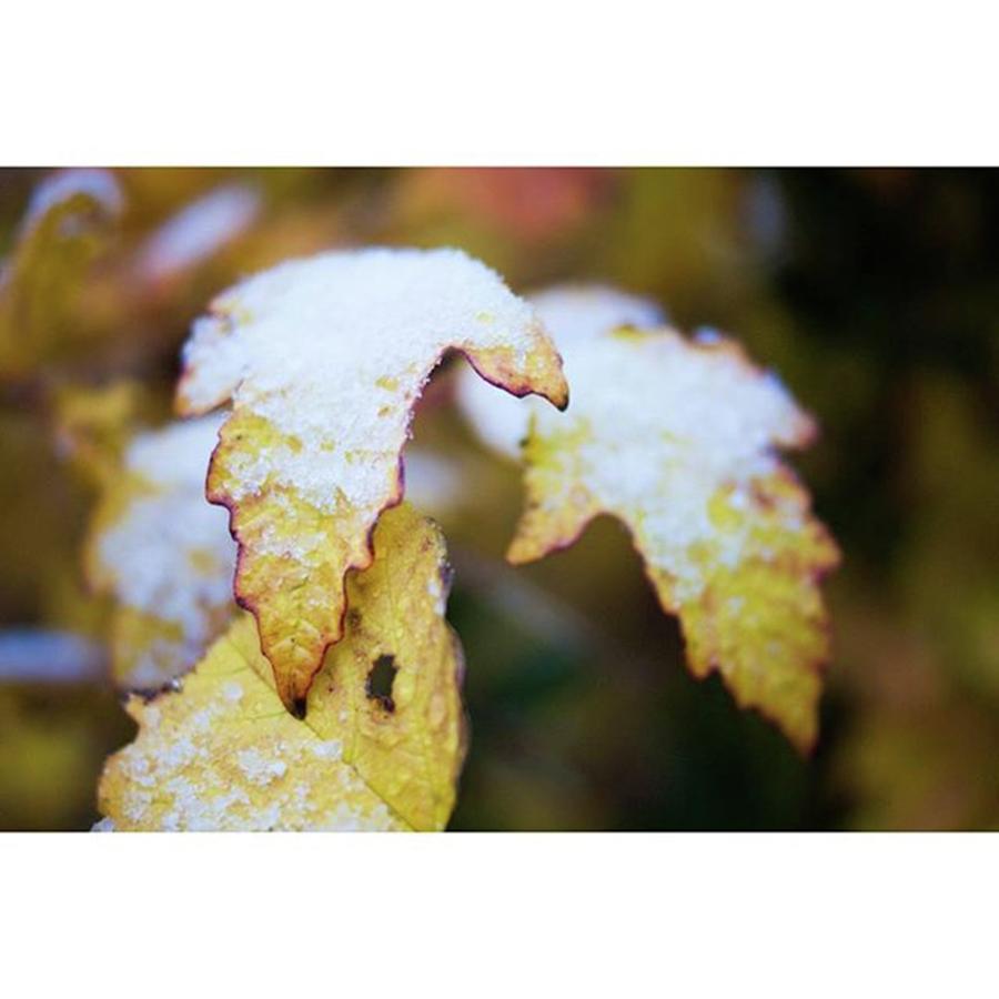 Color Photograph - #leaf #color #snow #ogdentrails by Melissa Helmbrecht