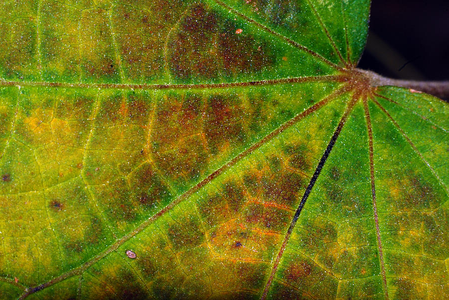 Leaf Colors Photograph by Larah McElroy