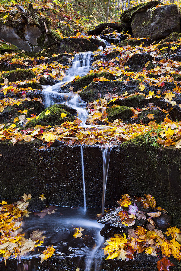 Leaf Covered Cascading Brook Photograph by Alan L Graham