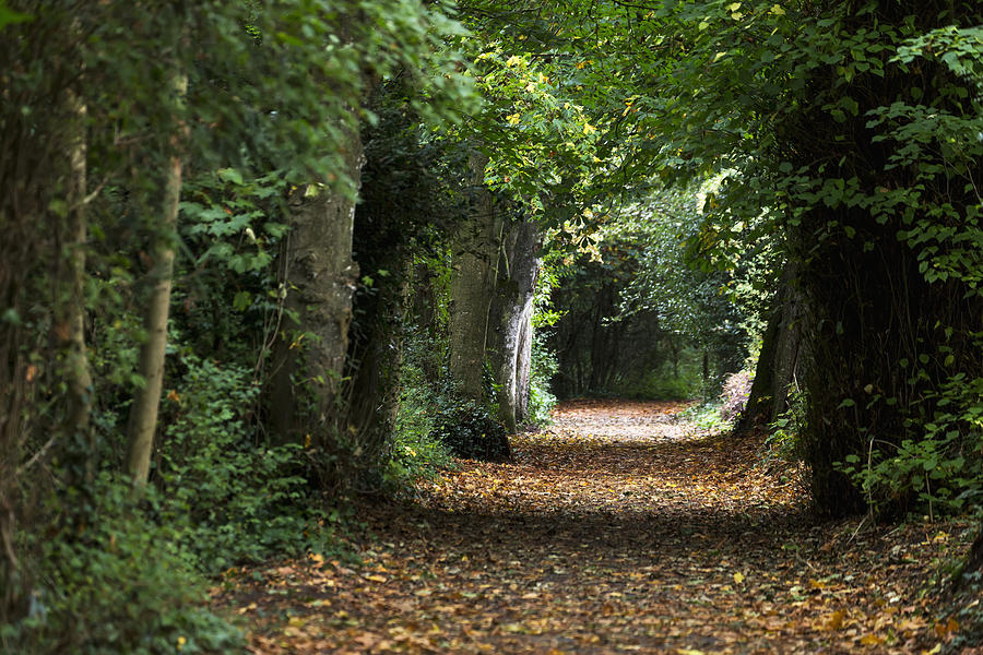 Leaf Covered Pathway In Dense Forest Photograph