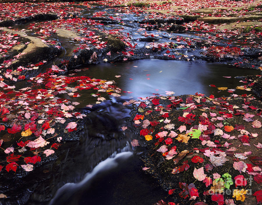 Leaf-covered Stream Photograph by Willard Clay